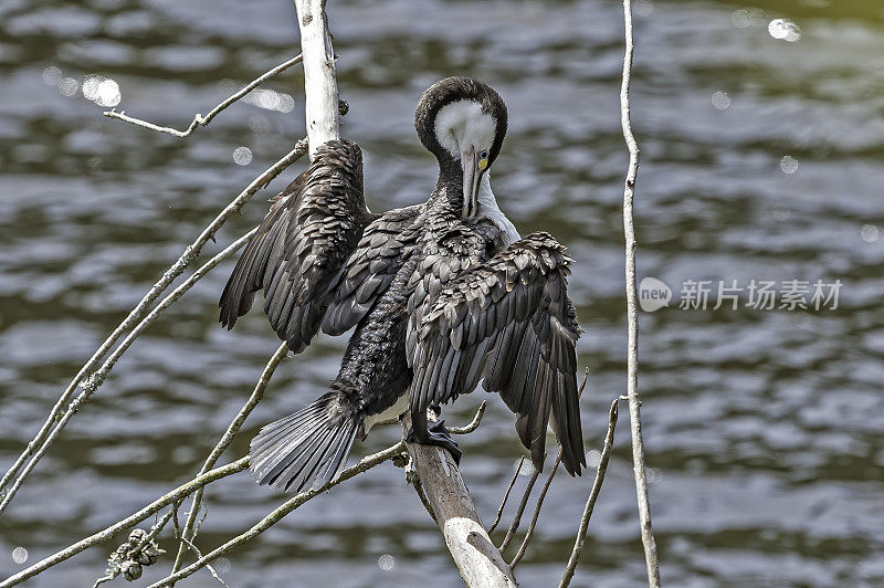 澳大利亚花斑鸬鹚，Phalacrocorax varius，也被称为花斑鸬鹚或花斑毛毛，是鸬鹚家族中的一个中型成员。它分布在大洋洲沿岸。在新西兰，它通常被称为花衣毛毛